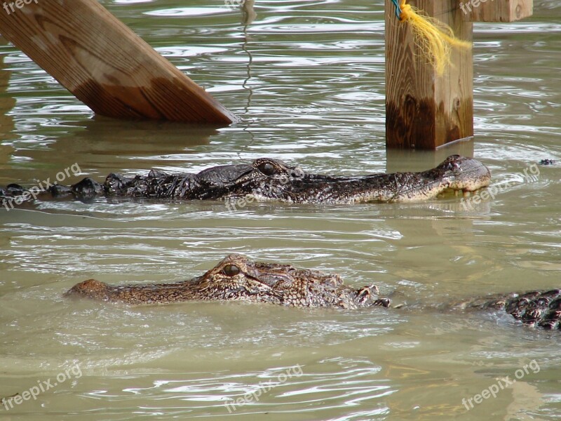 Gator Alligator Danger Water Bite