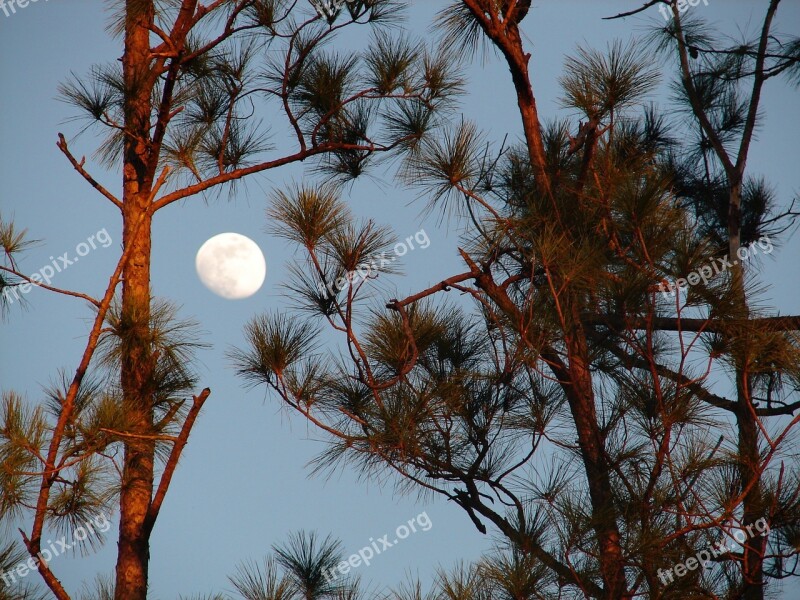 Moon Lunar Pines Pine Trees Blue Sky