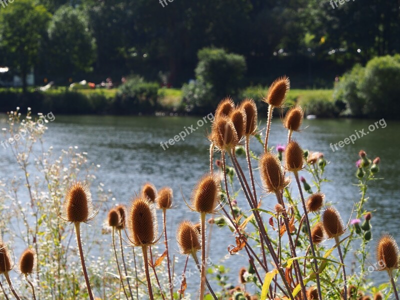 Neckar Shore Vegetation Summer Neckar Nature