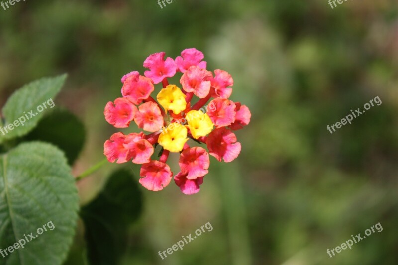 Lantana Camara Flower Tiny Pink Yellow