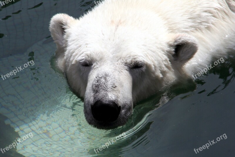 Bear White Zoo Animals Nature