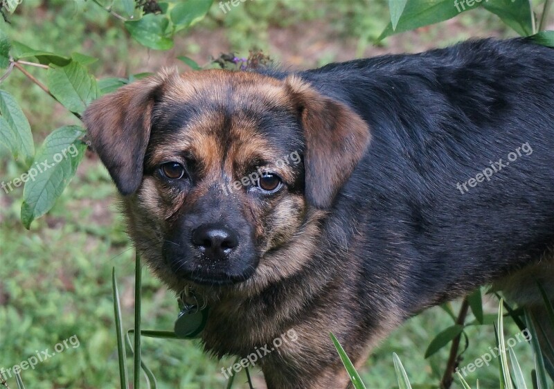 Cute Dog With Wet Face Dog Canine Animal Black