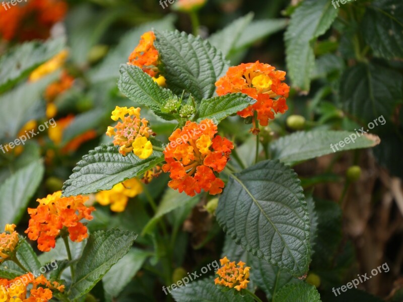 Lantana Nature Plant Flower Blossom