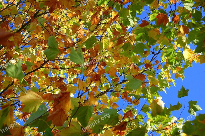 Autumn Leaves Tree Leaves In The Autumn Golden Autumn