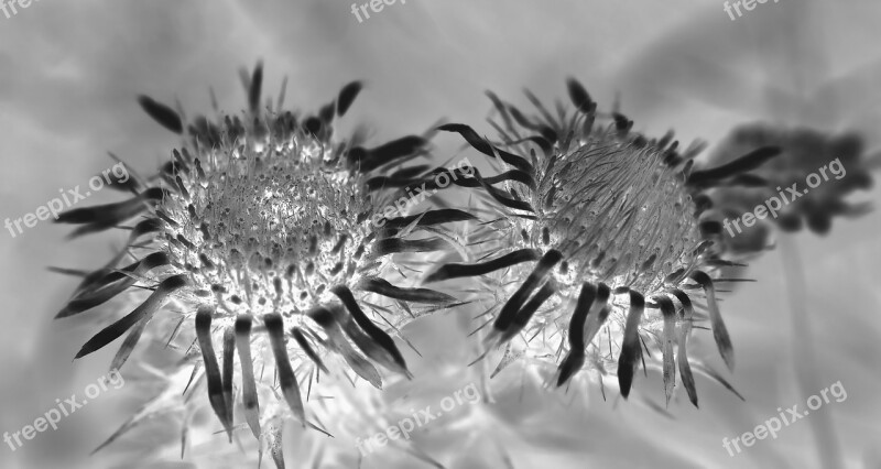 Silver Thistle Carlina Acaulis Black And White Thistle Blossom