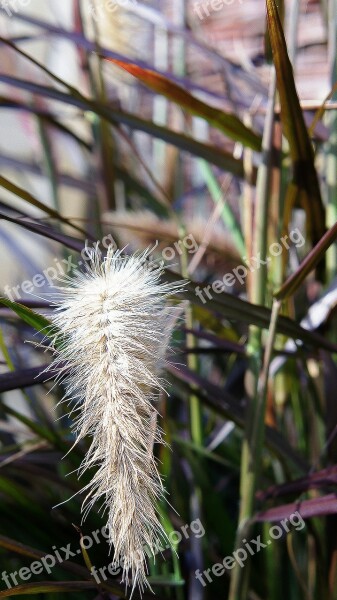 Plume Plume Grass Grass White Plume Plant