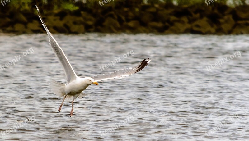 Seagull Flight Bird Flying In Flight