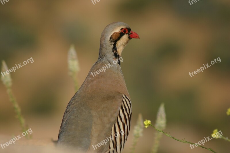 Greece Partridge Chukar Poseidon Temple