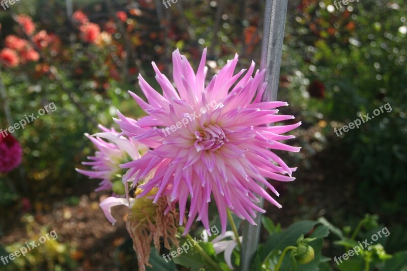 Dahlia Mingus Gregory Cactus Form Flower Violet And White