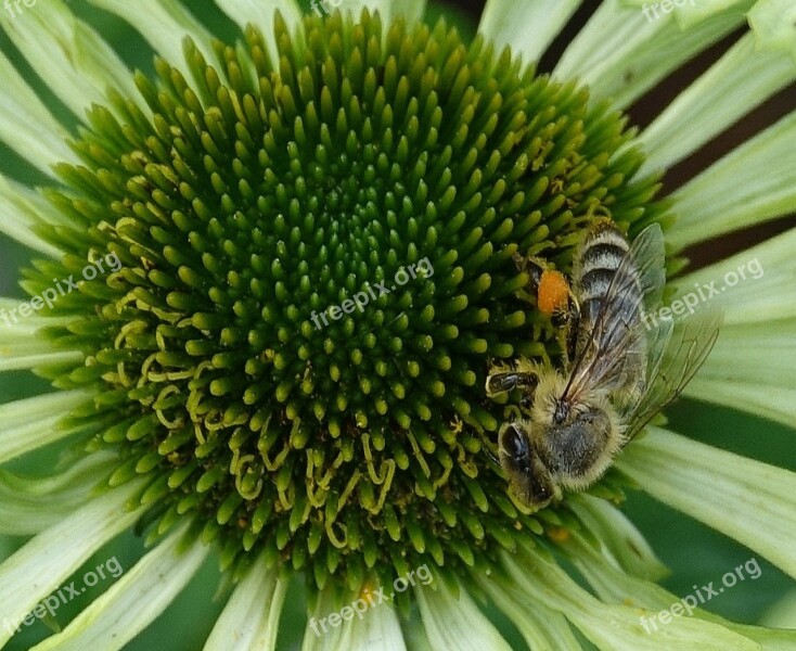 Flower Bee Insect Honey Bee Nature