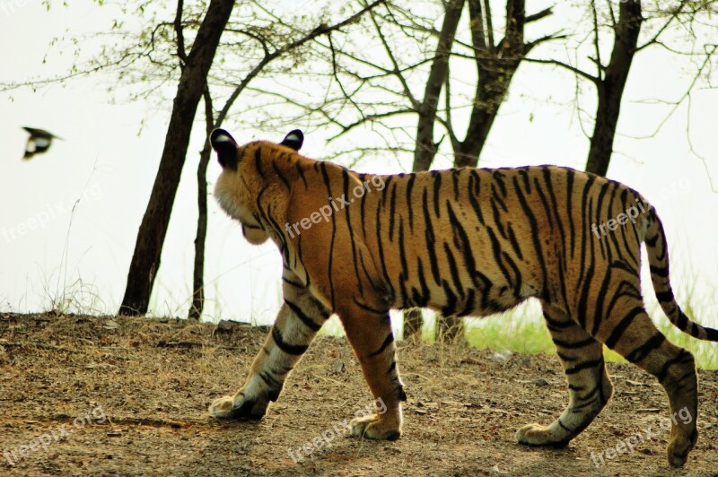 Tiger Wildlife India Nature Wild