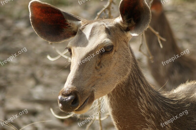 Wildlife India Ranthambore National Park Tiger Safari Free Photos