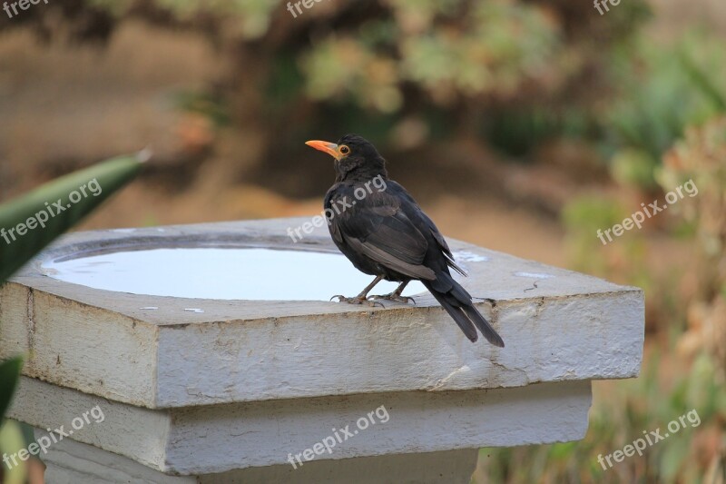 Blackbird Nature Bird Wildlife Beak