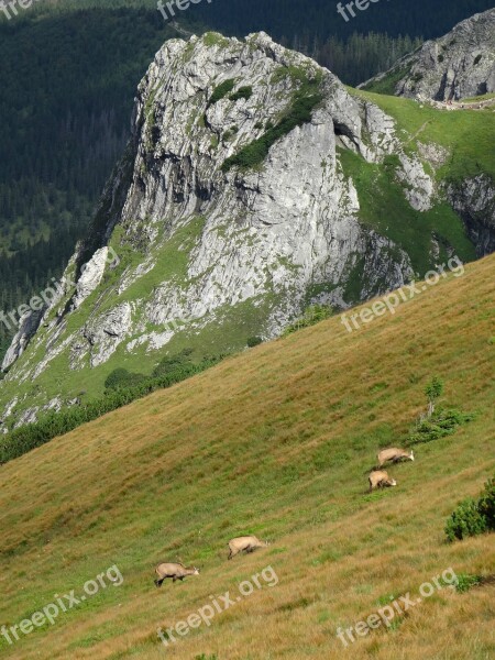 Tatry Mountains Landscape Chamois Nature