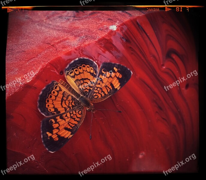 Butterfly Insect Hot Springs Arkansas Glass Scrap