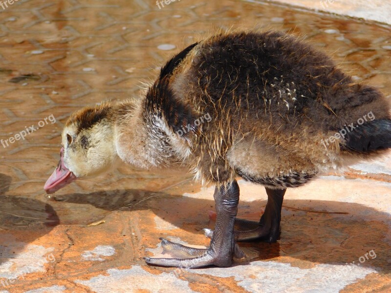 Duck Animal Biped Beak Nature