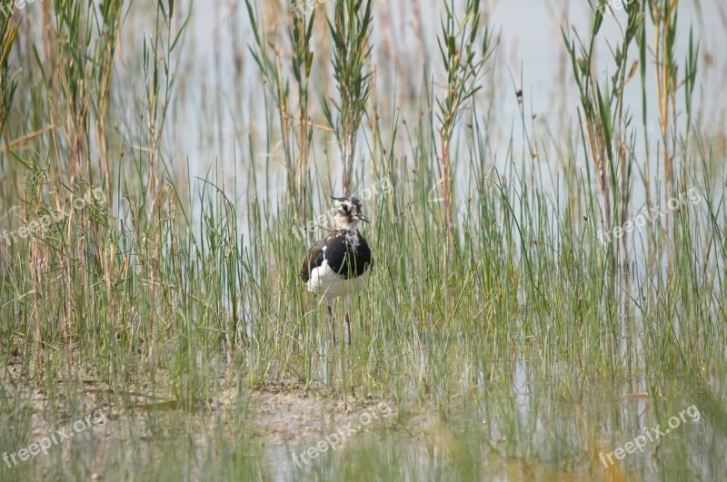 Kibitz Lake Neusiedl Burgenland Reed Bird