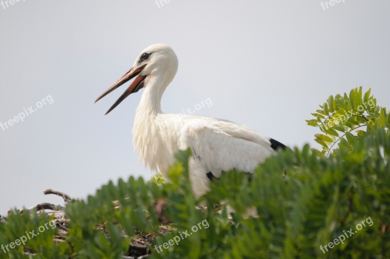 Bird Stork Lake Neusiedl Burgenland Flying