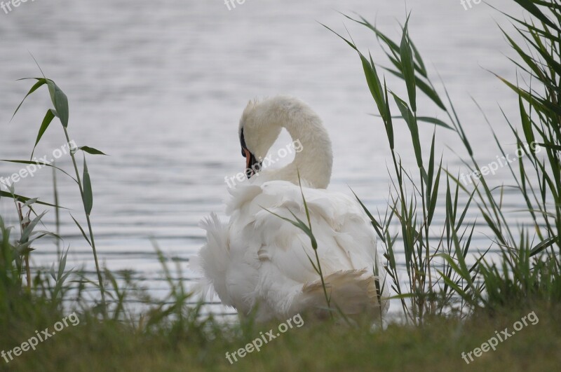 Lake Neusiedl Burgenland Swan Reed Lake