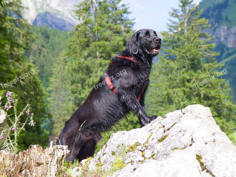 Dog Flat Coated Retriever Animal Nature Free Photos