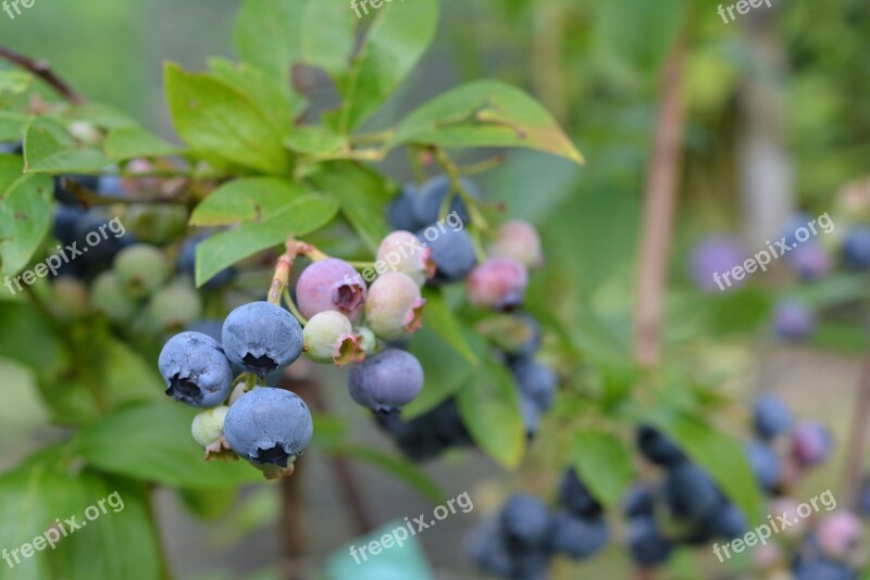 Bilberry American Blueberries Fruit Garden Blue Fruit