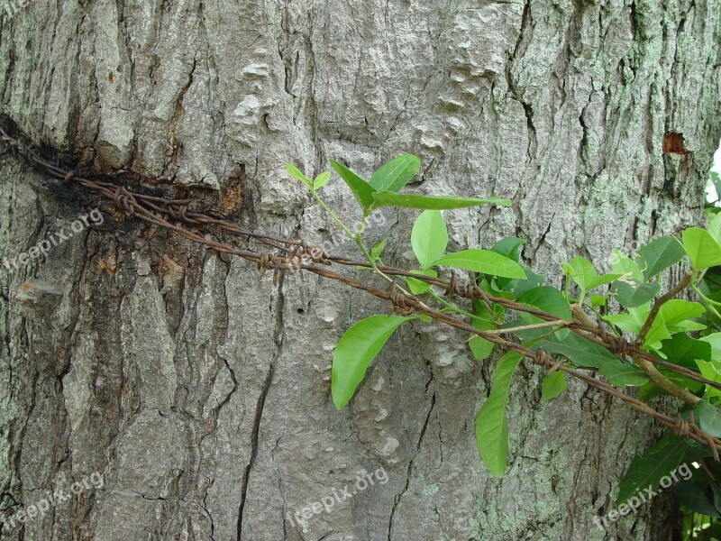 Contrast Green Barbed Tree Trunk