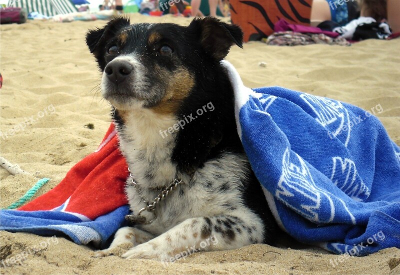 Dog Jack Russell Terrier Portrait Humor Beach