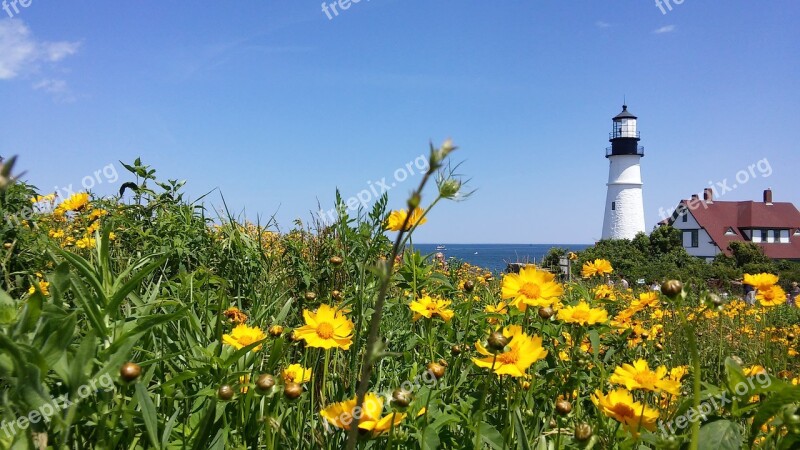 Coreopsis Lanceolata Lanceleaf Lighthouse Beacon