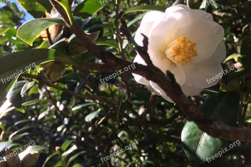 Camellia Flower White Plant Free Photos