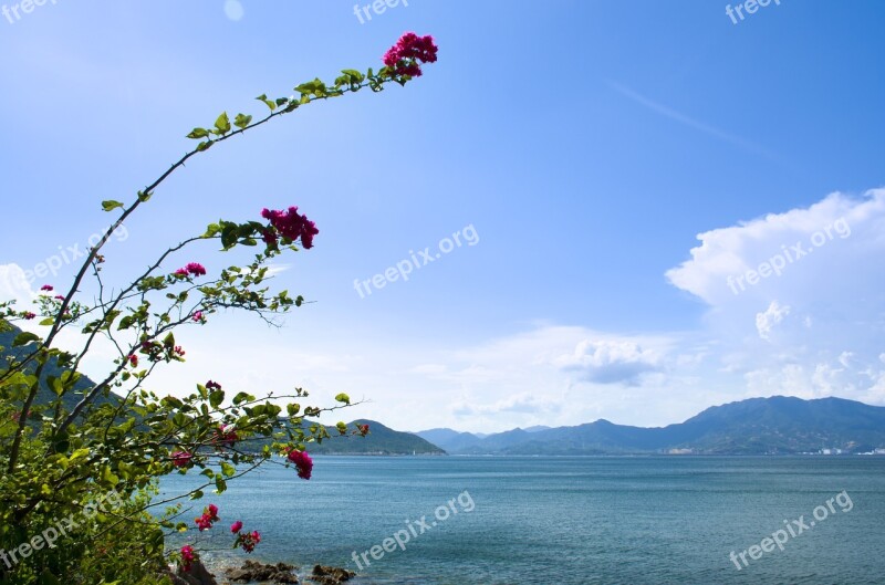 Mountain Sea Flower Blue Sky Alpine