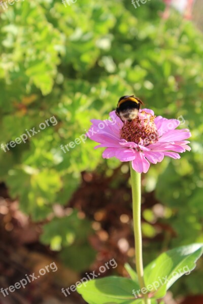 Insect Mangangá Flower Green Bumble Bee