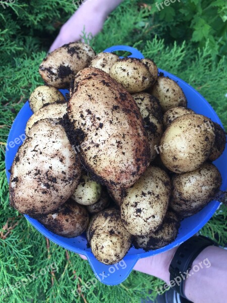 Potato Vegetables Agriculture The Cultivation Free Photos