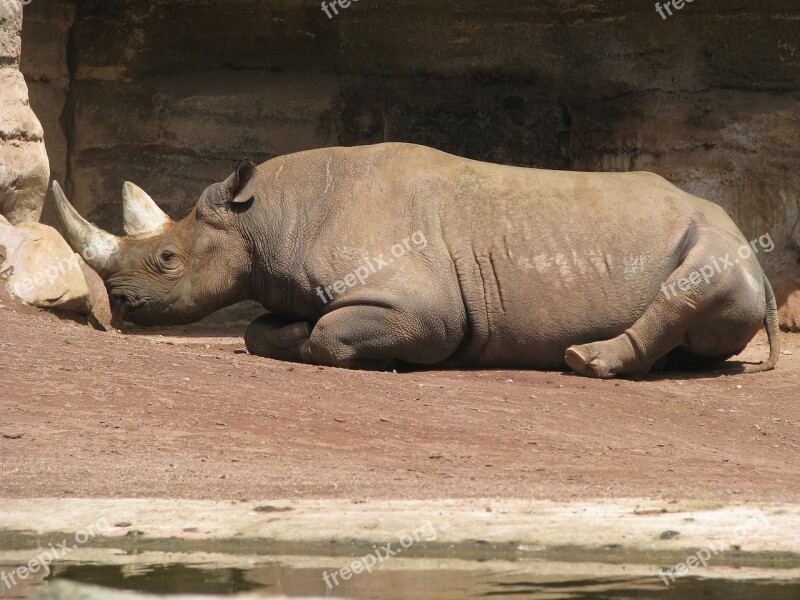 Rhino Relax Nap Recovery Relaxation