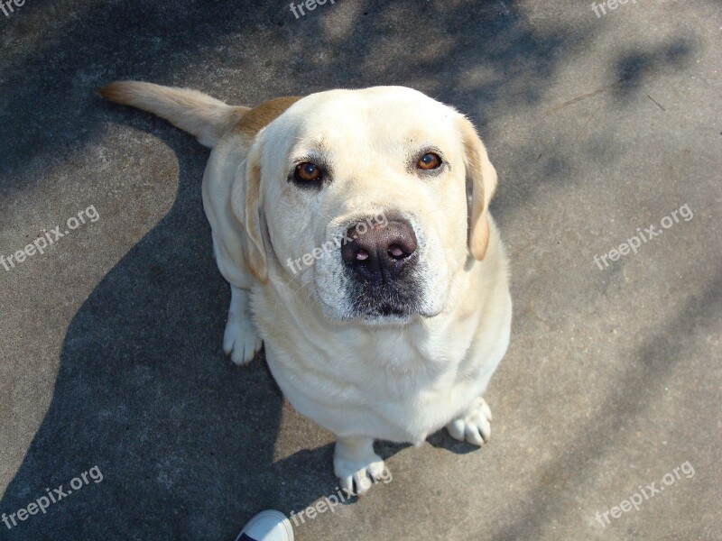 Dog Nose Yellow Lab Labrador Loyal