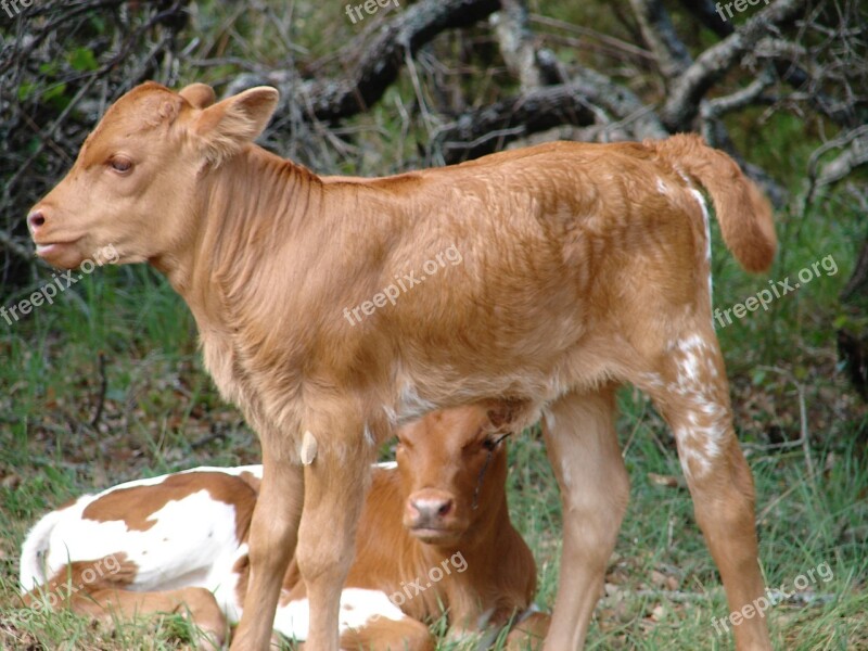 Calf Baby Cow Cattle Young