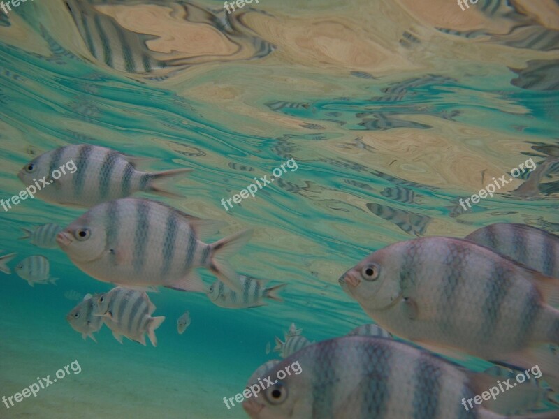 Tropical Fish Lagoon Underwater Diving Fauna