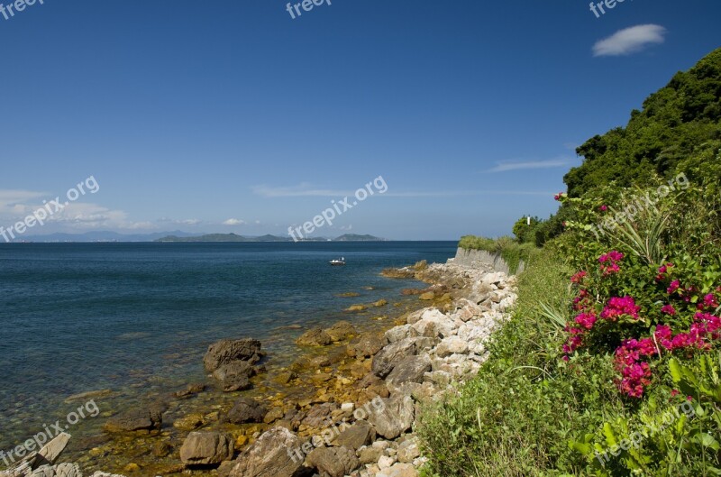 Flower Alpine Hills Sea View Sea