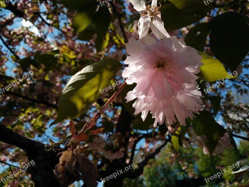 Cherry Tree Blossom Bloom Sun Focus