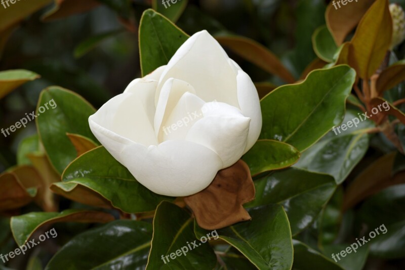 Magnolia Flower Blooming Magnolia Tree Plant