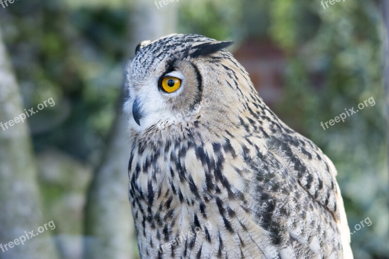 Owl Close Up Wildlife Bird Nature