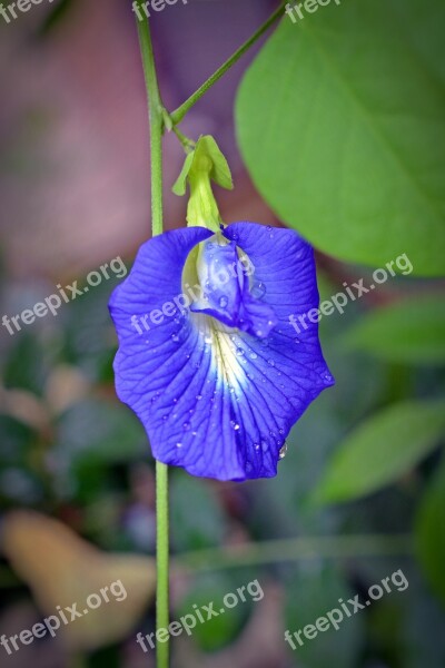 Clitoria Ternatea Klitorie Blossom Bloom Flower