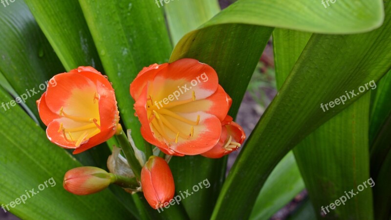 Amarillidaceae Belt Sheet Blossom Bloom Orange