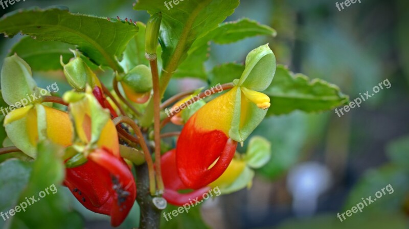 Impatiens Congolensis Parrot Plant Blossom Bloom Flower