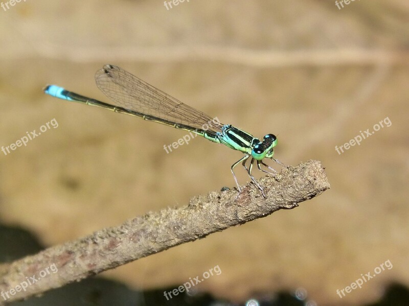 Dragonfly Green And Blue River Branch Free Photos