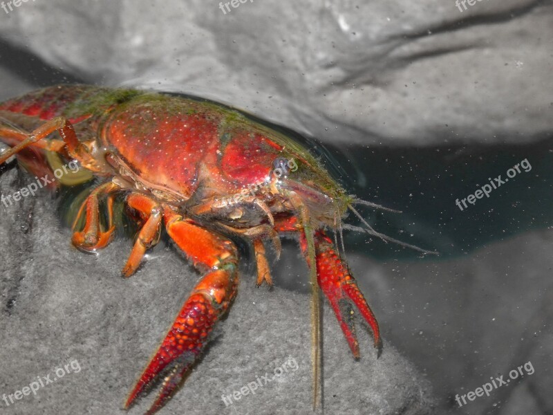 American Crab Crayfish Rocks Tweezers River