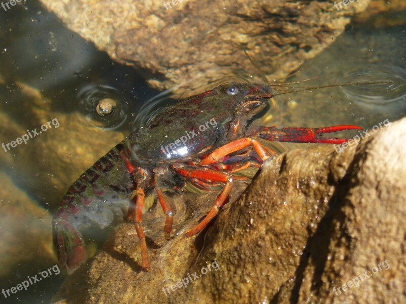 American Crab Crayfish Rocks Tweezers River