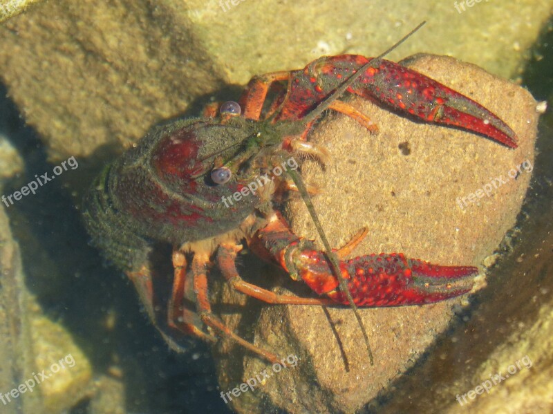 American Crab Crayfish Rocks Tweezers River