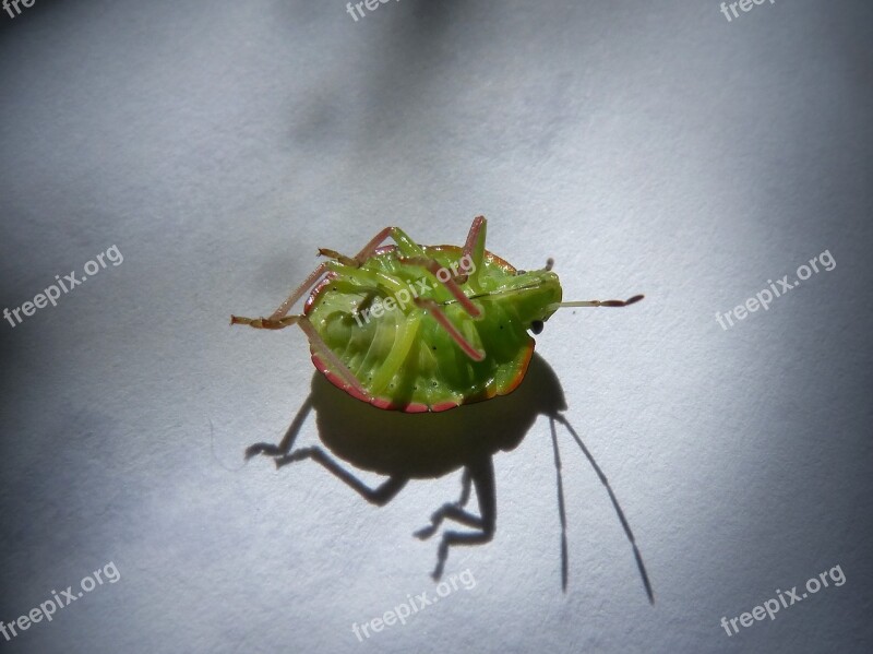 Green Prasina I Pentatomid Bug Hedionda Bernat Pudent Bug