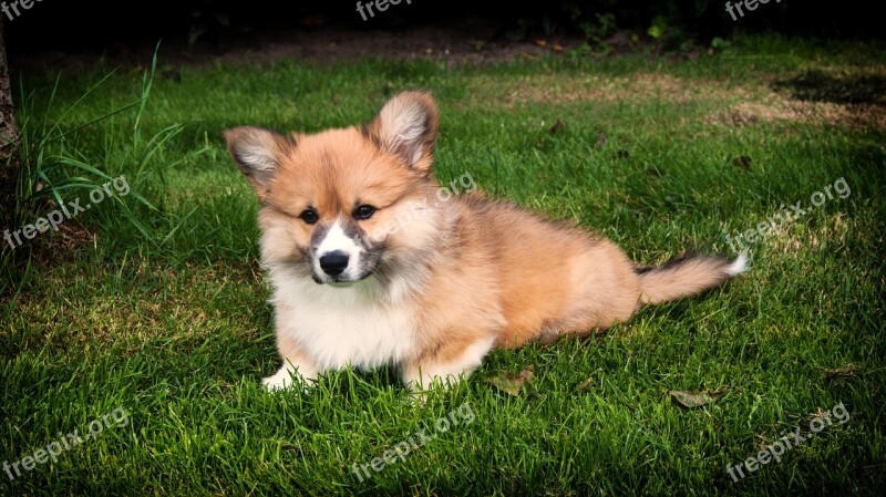 Welsh Corgi Corgi Dog Pet Puppy