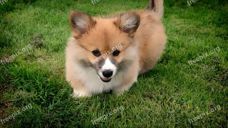 Welsh Corgi Corgi Dog Pet Puppy